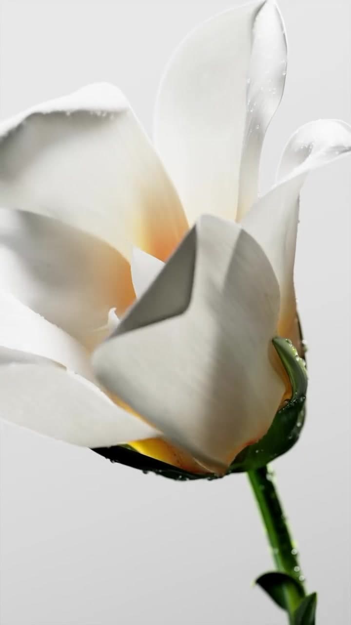 Botanica — Botanica