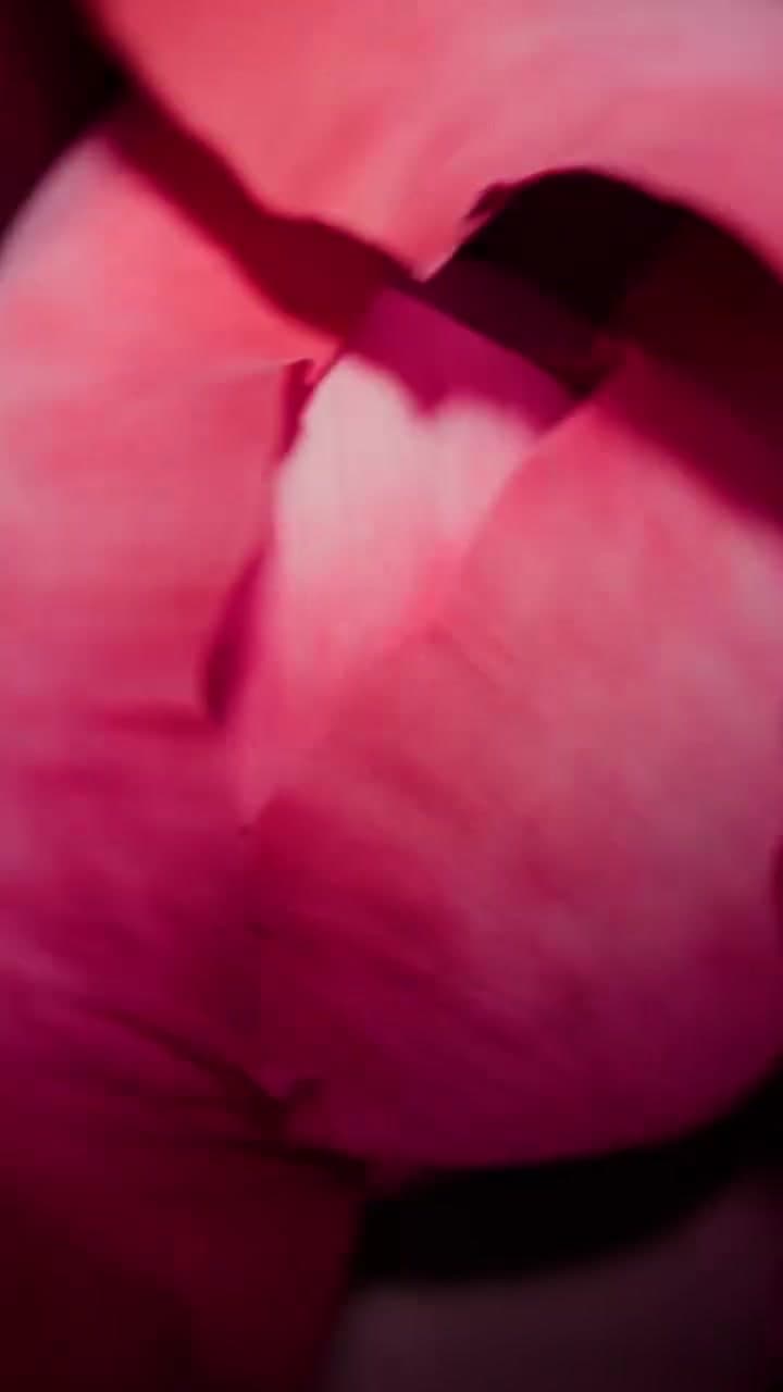 Velvet Bloom — Velvet Bloom