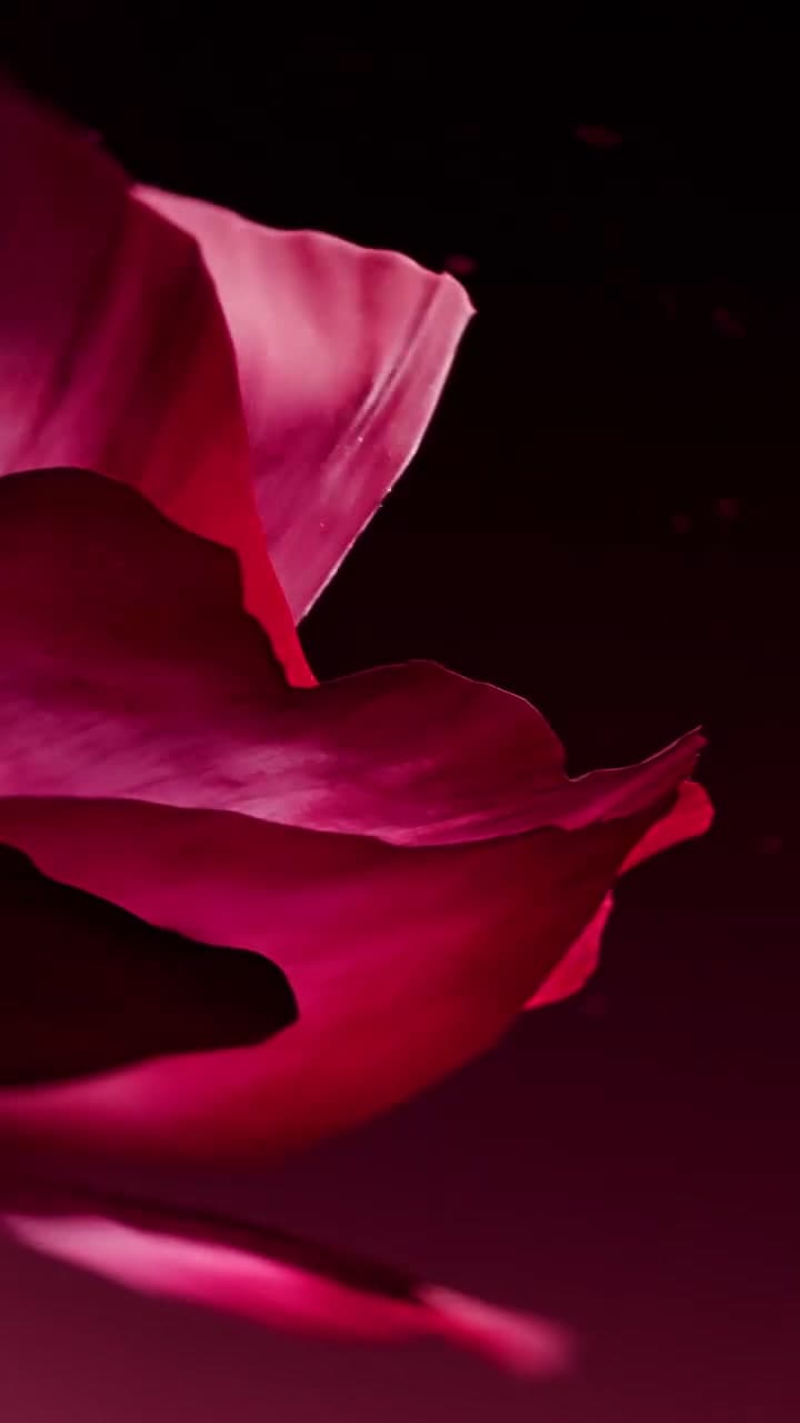 Velvet Bloom — Velvet Bloom