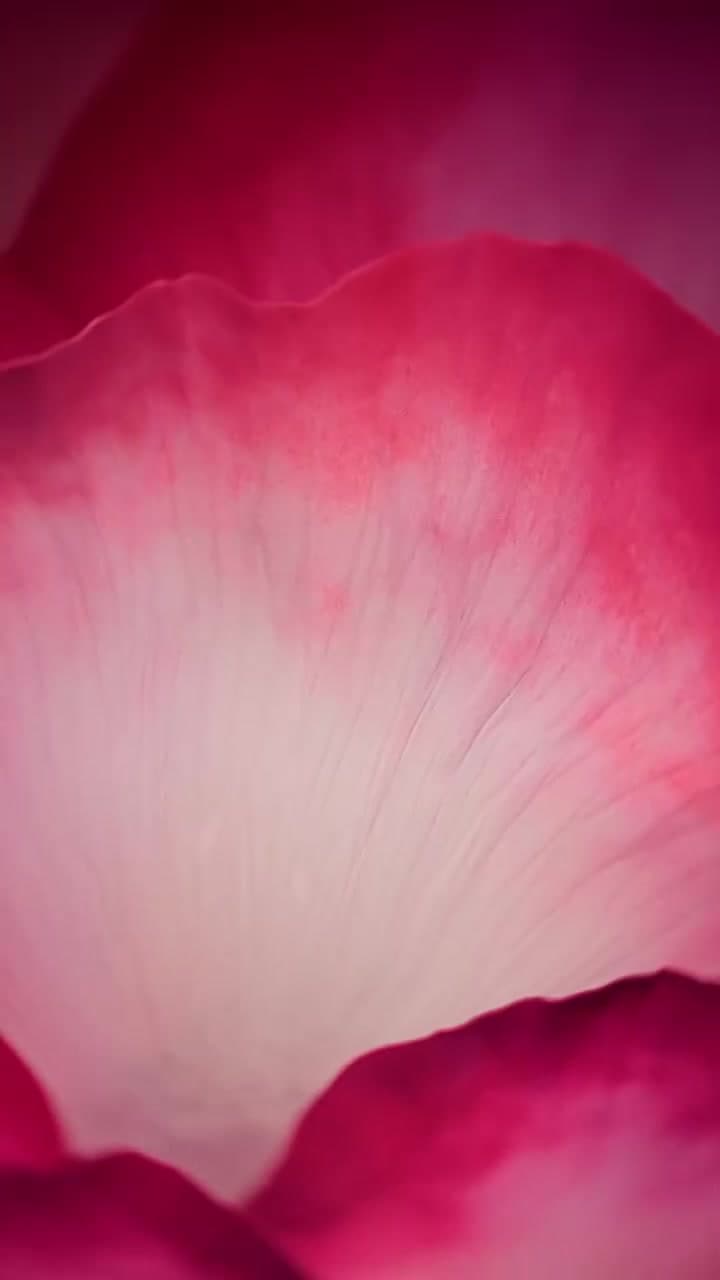 Velvet Bloom — Velvet Bloom