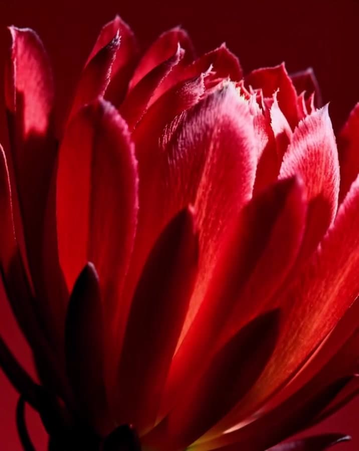 Velvet Bloom — Velvet Bloom